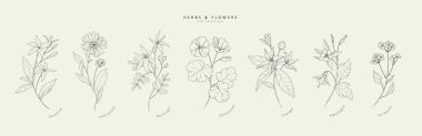 Vektör el çizilmiş kozmetik bitkiler hazır. Eski moda botanik elementler. El çizimi dallar ve çiçek açar. Vektör eğilimli yeşillik
