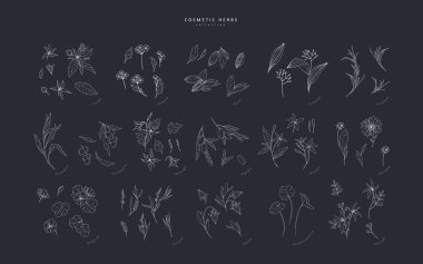 Vektör el çizilmiş kozmetik bitkiler hazır. Eski moda botanik elementler. El çizimi dallar ve çiçek açar. Vektör eğilimli yeşillik