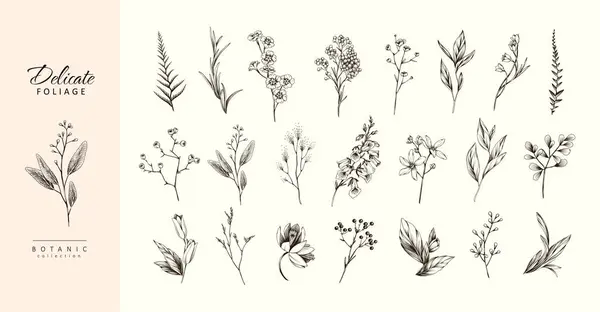 Botanik Seti Çeşitli Çiçekler Brunch Lar Düğün Davetiyesi Duvar Kâğıdı Stok Vektör