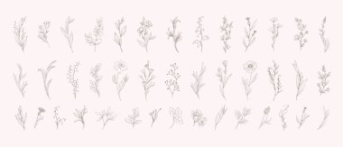 Botanik seti çeşitli çiçekler ve brunch 'lar. Düğün davetiyesi, duvar kâğıdı sanatı ya da tarih kartı için lüks bir çiçek koleksiyonu. Botanik vektör illüstrasyonu, çizgi otları