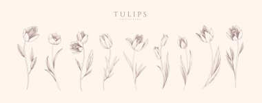 Detaylı laleler ve yeşillikler, karmaşık detaylar ve hassas formlar. Davetiye için zarif botanik unsurlara sahip el çizimi vektör çizimi, tarih kartını kaydet.