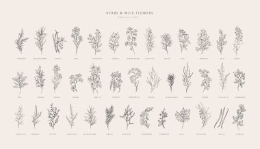 Vektör el bitkiler ve baharatlar hazır. Eski moda botanik elementler. El çizimi dallar ve çiçek açar. - Evet. Vektör eğilimli yeşillik