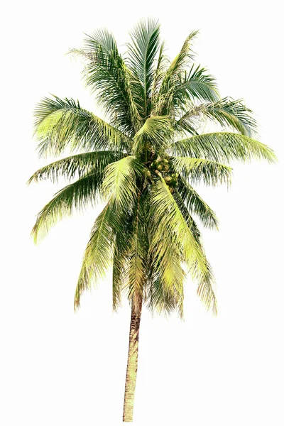 Coconut Palm Träd Isolerad Vit Bakgrund Naturbegrepp — Stockfoto