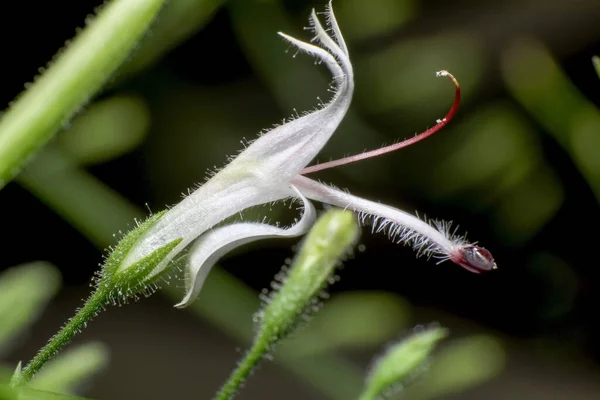Super Macro Flowers Andrographis Paniculata Kariyat Creat Nature Background Herbal — Stock Photo, Image