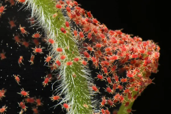 Super Macro Foto Closeup Grupo Infestação Red Spider Mite Vegetais Imagem De Stock