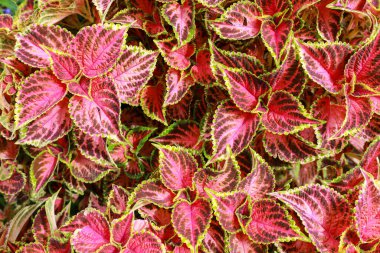 Arkaplan veya duvar kağıdı için renkli yaprağın üst görünümü. Bahar mevsimi ve yağmur mevsimi konsepti.