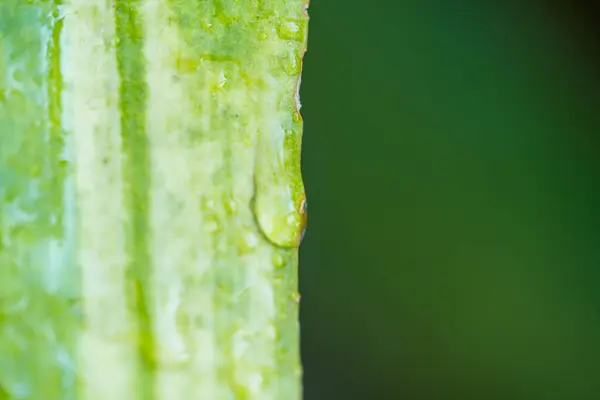 Beautiful Drops Transparent Water Green Leaf Macro Beautiful Leaf Texture — Stock Photo, Image