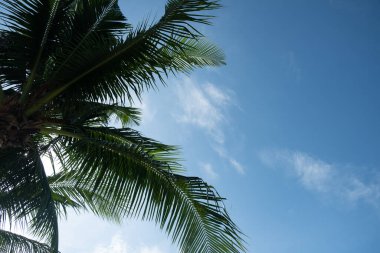 Mavi gökyüzüne karşı palmiye ağaçları. Güzel hindistan cevizi palmiyesi.