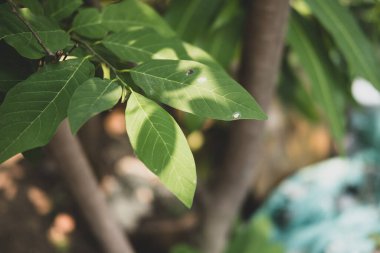 Close up shot of green leaves on tree