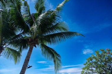Mavi gökyüzü arkaplanlı hindistan cevizi palmiyeleri, güzel tropikal arka plan.