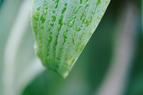 Green Leaf Drops Water Macro Photo Water Drops — Stockfoto