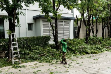 Bahçe budamak çalıların görünümünü korumak için işe yarar. Profesyonel peyzajcı büyümüş filizleri ve yaprakları kesiyor.