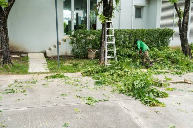 Bahçe işleri, bahçe işçisi bahçedeki ağacı kesmeye başlıyor..