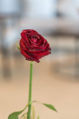 Vazoda tek bir kırmızı gül ve solmaya başlıyor. Kapat.