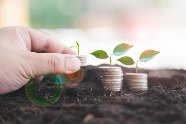 A coins with tree in hands and there is a small tree planted on a pile of coins or silver. The concept of investment, saving and growing money . Business growth concept