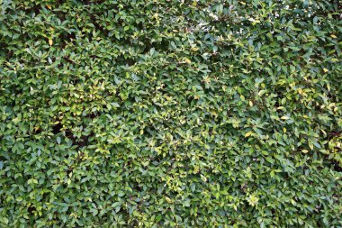 Küçük yeşil yapraklar desenli arka plan. Organik doğal arka plan. Birçok yaprak havadaki tozu azaltır