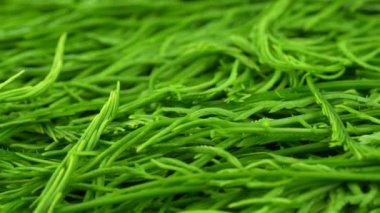 Cha-Om adında organik bir Acacia pennata Tayland bitkisi. Tayland 'ın tüm bölgelerinde yaygın olarak yenen eski ve taze yapraklar Tayland bitkisi olarak kullanılır.. 