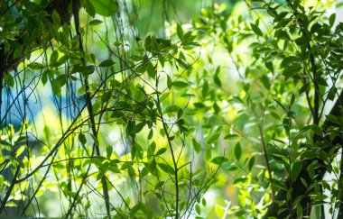 Işıklı doğa ışınları ağaçların arasında parlıyor. Güneş ışığı yeşil yaprakların arasından süzülür. Yaprak arkaplanı