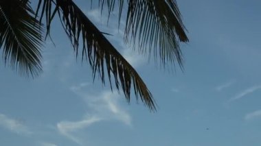 Yaprak hindistan cevizi ağaçları mavi gökyüzüne karşı