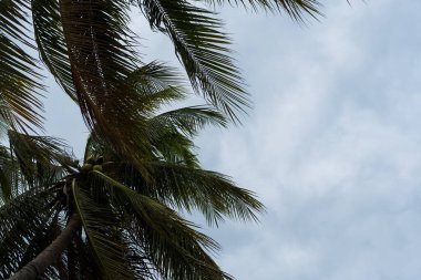 Hindistan cevizi ağaçlarının altında yer ve boş alanı kopyalayın. Hindistan cevizi palmiyeleri