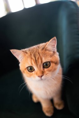 Siyah kanepede oturan çok tatlı kahverengi çizgili kedi.