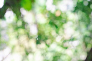 Yeşil, doğal ve açık arkaplan bulanıklığı.