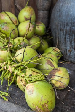 Hindistan cevizi fidanı ürünleri Tayland 'daki hindistan cevizi çiftliğine ekilmeye hazır. Hindistan cevizi tropikal bir palmiye ağacının meyvesidir..
