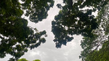 Gökyüzüne karşı yeşil yapraklar. Akıllı telefondan fotoğraf çek.