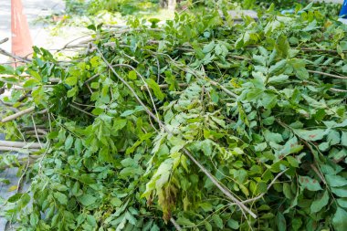 Ağaç kestikten sonra odun ve yapraklar, dekorasyon bahçesinden sonra temizlik..