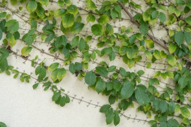 Yeşil bitki, bir binanın çimento kaplı dış duvarı boyunca yayılıyor. Yeşil sarmaşık Beyaz beton bir duvar