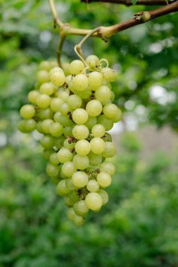 Ağaçta bir demet yeşil üzüm, meyve çiftliği organik