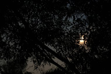 Gün batımında ağaçların arasından bakıyorum, güzel görünüyor.