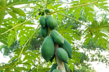 Çiftlikteki papaya ağacında papaya meyvesi. Ağaçtaki yeşil papaya.