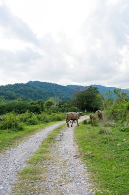 Tayland bufalosu, mutlu, kirli, görünüşlü, bufalo hayatı büyük, tarafsız bir arazide.