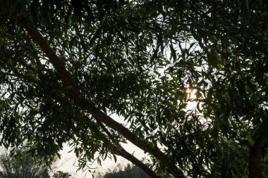 Altından parlak ışığa bakan güzel bir güneş parlıyor. Doğa fotoğrafçılığı