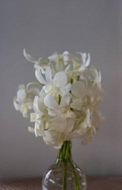 Evdeki masada cam vazoda beyaz orkide.