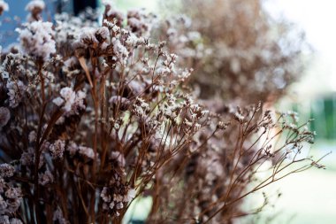 Çiçekler kurumuş. İç mekanda minimalizm.