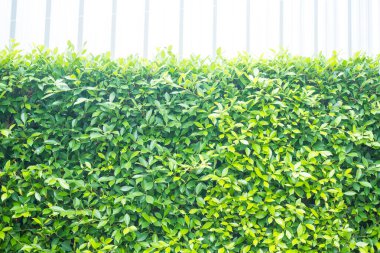 Banyan ağacının yeşil yaprağı. Bahçeyi ve bahçeyi süslemek için çalılar..