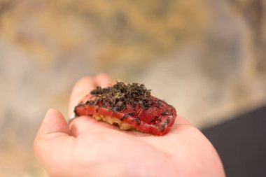 Japon Omakase yemeği. Çiğ Akami ton balıklı suşi ve dilimlenmiş trüf mantarı bir müşteri palmiyesinde servis edilir. Japon lüks yemeği.