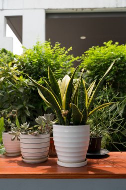 Dracaena Trifasciata bitkisi ev bahçesindeki bir çömlekte