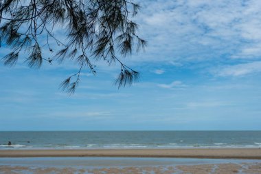 Tayland 'da deniz çam ağacı manzaralı gökyüzü manzarası