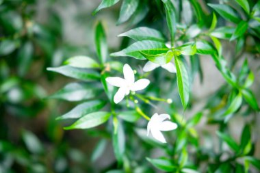 Gardenya jasminoides, bahçede gardenya