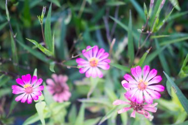 Halk bahçesinde Zinnia pembe çiçeği