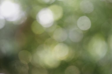 Doğanın soyut bulanıklığı, arka plan görüntüsü olarak ışık bataklığı, doğanın soyut bulanıklığı.