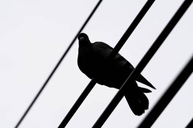 Elektrik hatlarına tünemiş tek bir güvercin.