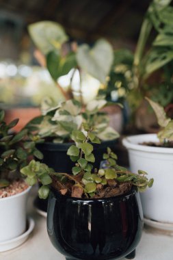 Saksı çiçekli Tayland evi bitkisi. Arka planda bir sürü bitki var.