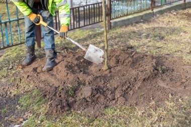 İş elbiseli bir adam elinde kürekle baharda genç bir ağaç dikiyor. Bölgenin peyzajı kavramı..