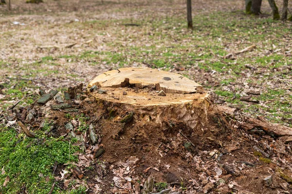 Stumpf Eines Alten Baumes Einem Hellen Und Grünen Wald Nahsicht — Stockfoto