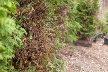 Kurumuş dalları olan yeşil kozalaklı ağaç. Amerikan arborvitae ağacı, katil problemleri ve hastalıklar. Bir thuja, arborvitae ağacı kuruyor, sarıya ve kahverengiye dönüyor..