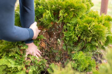 Bir bahçıvanın elleri, kim kaldırıyor thuja çalılarının kuru sarı dalları. Yakın plan..